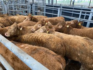 Golden Charolais Heifers - Image 2