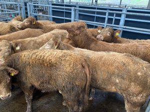 Golden Charolais Heifers - Image 2