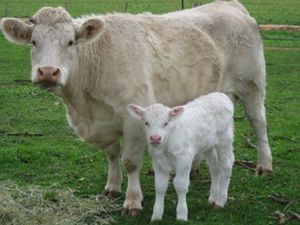 COW FULL OF MILK - Image 2