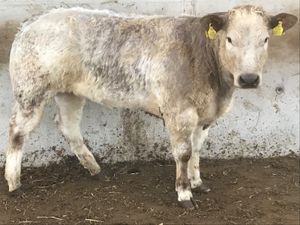 5 ⭐️ Heifer • 350kg • Halter trained - Image 2