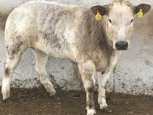 5 ⭐️ Heifer • 350kg • Halter trained - Image 4