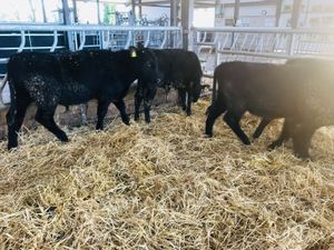 ❌ DEAL OF THE WEEK ❌ - Image 3