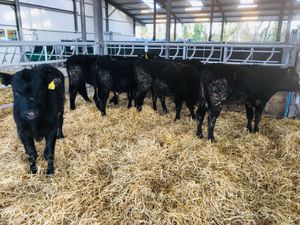 ❌ DEAL OF THE WEEK ❌ - Image 2