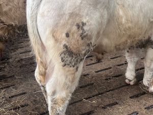 2 U Grading Bullocks - Image 4