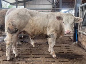 2 U Grading Bullocks - Image 2