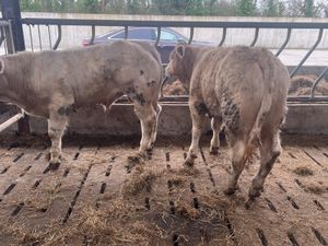 2 U Grading Bullocks - Image 3