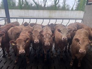 10 Golden Charolais Heifers - Image 2