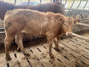 ❌ DEAL OF THE WEEK ❌ 2 Lovely Bulls - Image 2