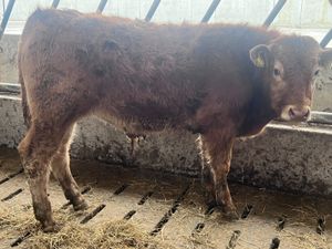 ❌ DEAL OF THE WEEK ❌ 2 Lovely Bulls - Image 3