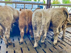 DO U NEED CATTLE • LEINSTER LIVESTOCK - Image 4