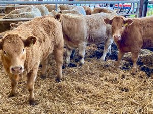 Fresh in stock 2026 ~ Super Charolais Heifers - Image 2