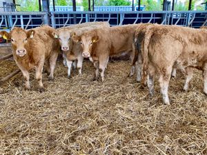 Fresh in stock 2026 ~ Super Charolais Heifers - Image 4