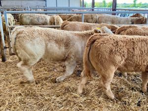 Fresh in stock 2026 ~ Super Charolais Heifers - Image 3