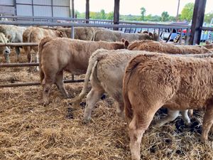 Fresh in stock 2026 ~ Super Charolais Heifers - Image 2