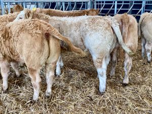Fresh in stock 2026 ~ Super Charolais Heifers - Image 3