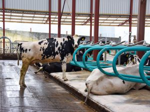 Teemore Engineering  Cow Cubicles - Image 2