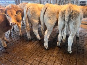 26/9/26 • FRESH IN CHAROLAIS HEIFERS • - Image 4