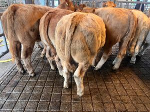 26/9/26 • FRESH IN CHAROLAIS HEIFERS • - Image 3