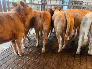 26/9/26 • FRESH IN CHAROLAIS HEIFERS • - Image 2
