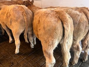 FRESH IN • CHAMPION CHAROLAIS HEIFERS - Image 4