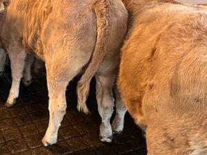 FRESH IN • CHAMPION CHAROLAIS HEIFERS - Image 2