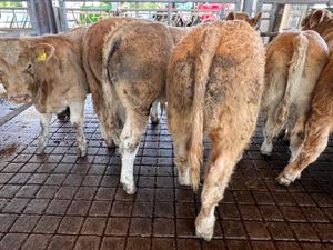 30/09/26 • Fresh in •Charolais Bullocks 350kg - Image 2