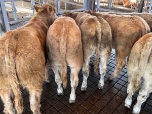 10 Smashing Charolais Bullocks 350kg - Image 2