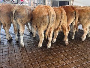 10 Smashing Charolais Bullocks 350kg - Image 3