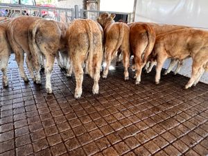 30/09/26 • Fresh in •Charolais Bullocks 350kg - Image 4