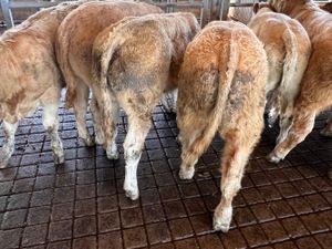 30/09/26 • Fresh in •Charolais Bullocks 350kg - Image 3