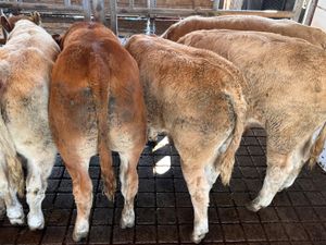 30/09/26 • Fresh in •Charolais Bullocks 350kg - Image 2
