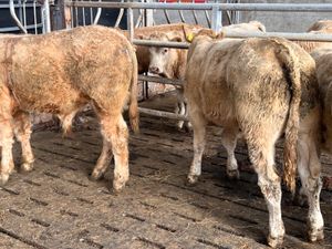 01/10/26 • 5 Continental Bullocks - Image 2