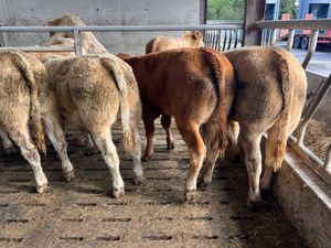 01/10/26 • 5 Continental Bullocks - Image 4