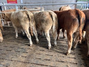 01/10/26 • 5 Continental Bullocks - Image 3