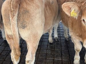 01/10/26 • FRESH IN •  Charolais Heifers - Image 4