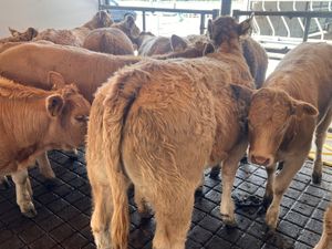 01/10/26 • FRESH IN •  Charolais Heifers - Image 3