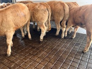 01/10/26 • FRESH IN •  Charolais Heifers - Image 2