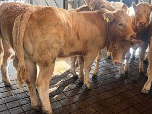 • FRESH IN •  Charolais Heifers - Image 2