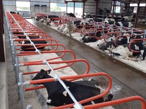 Teemore Engineering  Cow Cubicles - Image 3
