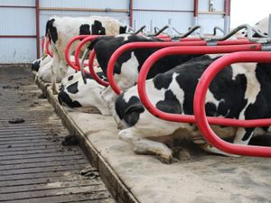 Teemore Engineering  Cow Cubicles - Image 2