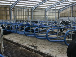 Teemore Engineering  Cow Cubicles - Image 4
