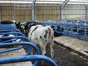 Teemore Engineering  Cow Cubicles - Image 3