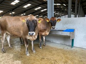 Teemore Stainless Steel Fast Empty Drinker Trough - Image 4