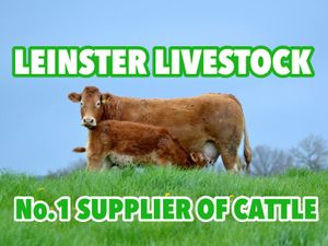 Do U Need Charolais Cattle - Image 2