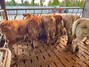 10 Smashing 300kg Heifers - Image 3