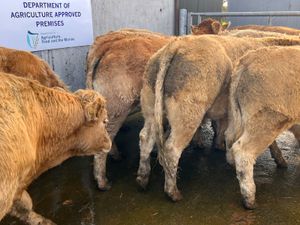 500kg Super Charolais Bullocks - Image 4
