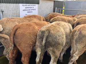 500kg Super Charolais Bullocks - Image 3