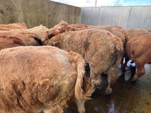 500kg Super Charolais Bullocks - Image 4