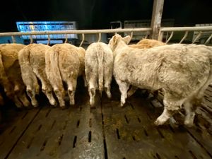350kg • Super Charolais Heifers - Image 3