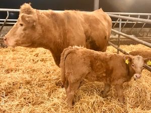 Charolais Cow and  Charolais Calf - Image 4